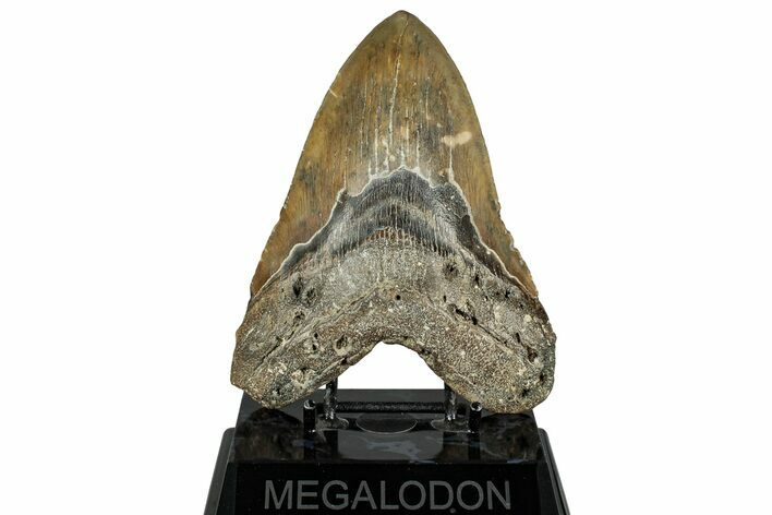 Serrated, Fossil Megalodon Tooth - North Carolina #328431